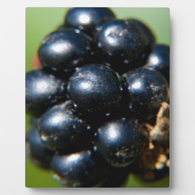 Placa Expositora Moras (Frente)