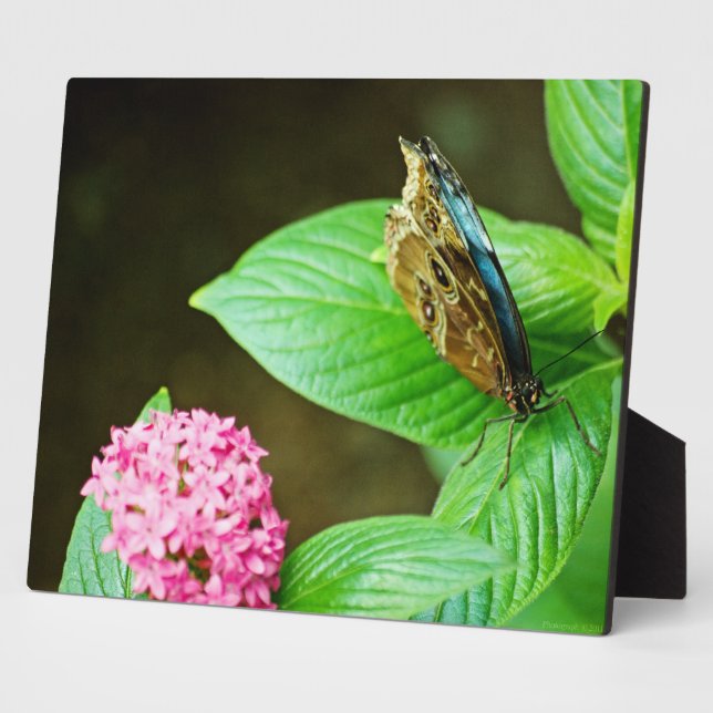 Placa Expositora Morfo Azul 143 Plaque (Lado)