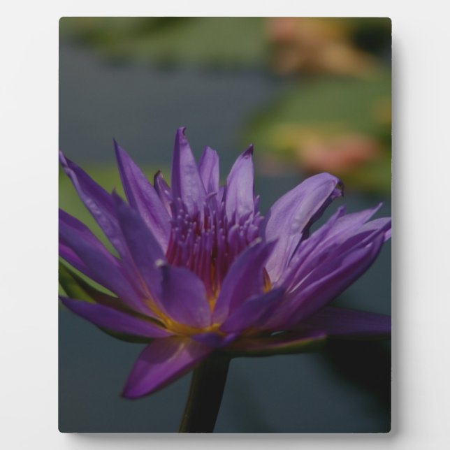 Placa Expositora Morple Waterlily (Frente)