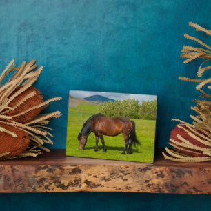 Placa Expositora Mossfellsbaer Icelandic Horse
