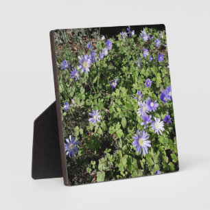 Placa Expositora Muchas flores