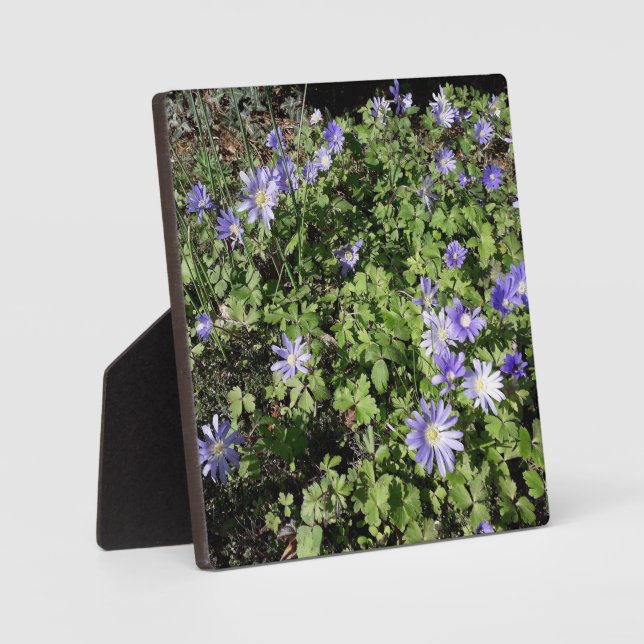 Placa Expositora Muchas flores (Anverso)