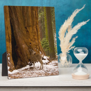 Placa Expositora Mule Deer