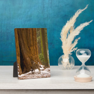 Placa Expositora Mule Deer