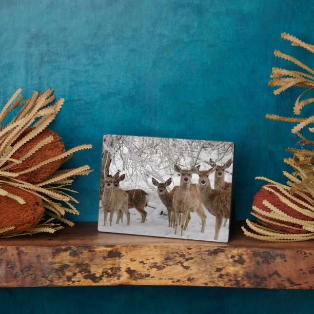 Placa Expositora Mule Deer Wyoming (Lado)