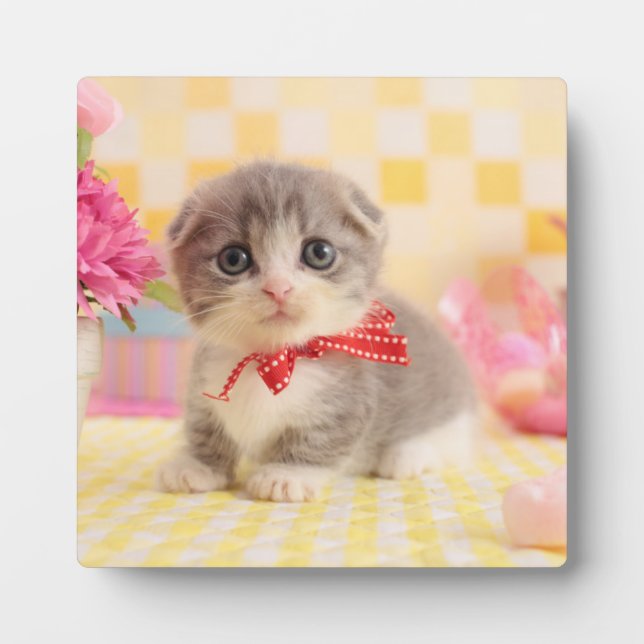 Placa Expositora Munchkin Kitten (Frente)