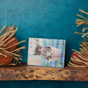 Placa Expositora Munchkin Kitten Con Cinta De Bonito