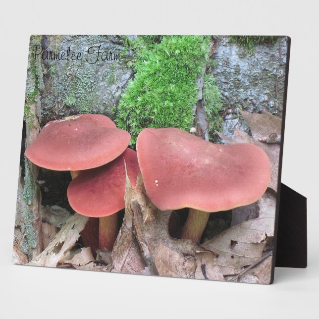Placa Expositora Mushroom Plaque (Lado)