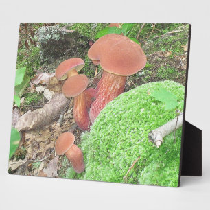 Placa Expositora Mushroom Plaque