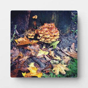 Placa Expositora Mushroom Village