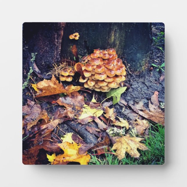 Placa Expositora Mushroom Village (Frente)