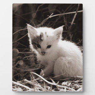 Placa Expositora Muy lindo gatito blanco y negro sentado en la paja
