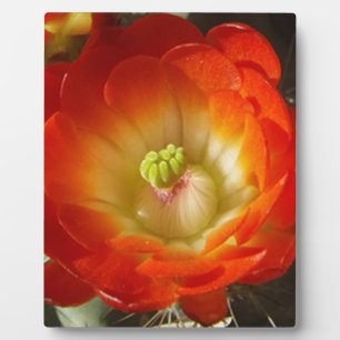Placa Expositora Naranja-Cactus-flor
