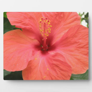 Placa Expositora Naranja Hibiscus Flower Macro Plaque