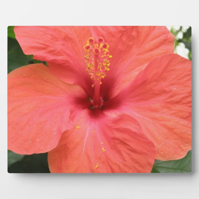 Placa Expositora Naranja Hibiscus Flower Macro Plaque (Frente)