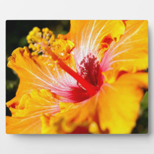Placa Expositora Naranja Hibiscus Flower Side View