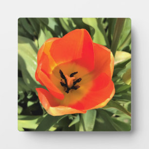 Placa Expositora Naranja interno Tulip