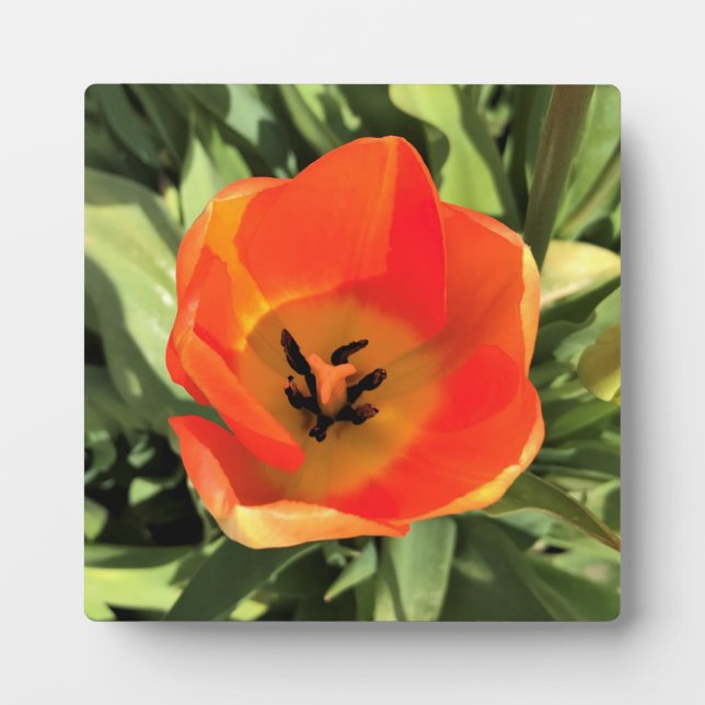Placa Expositora Naranja interno Tulip (Frente)