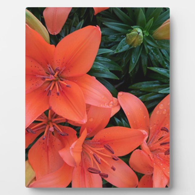 Placa Expositora Naranja Lily (Frente)