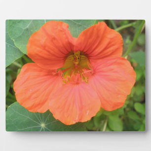 Placa Expositora Naranja Nasturtium Flor Plaque