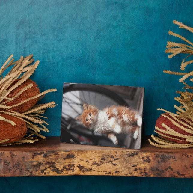 Placa Expositora Naranja Tabby Kitten (Lado)