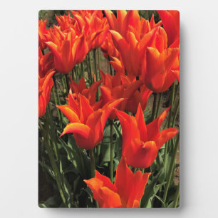Placa Expositora Naranja Tulips, Oregón