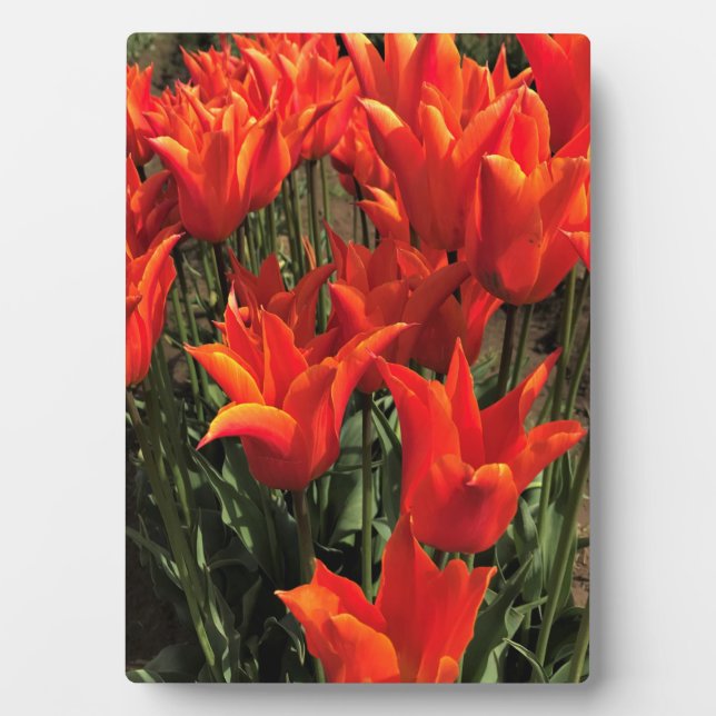 Placa Expositora Naranja Tulips, Oregón (Frente)