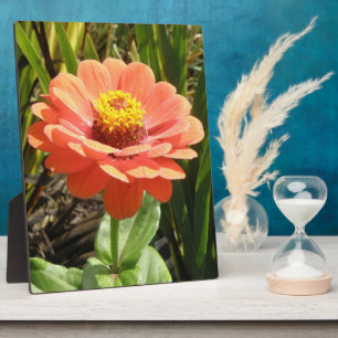 Placa Expositora Naranja Zinnia Flor Plaque