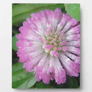 Placa Expositora Nasse rosa Kleeblüte
