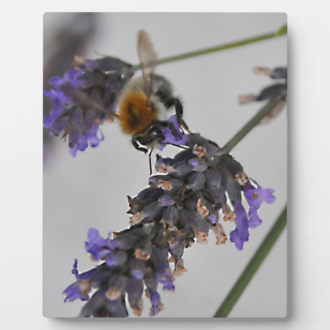 Placa Expositora Naturas trabajadores maravillosos (Frente)