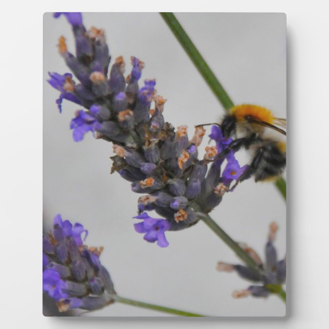 Placa Expositora Naturas trabajadores maravillosos (Frente)