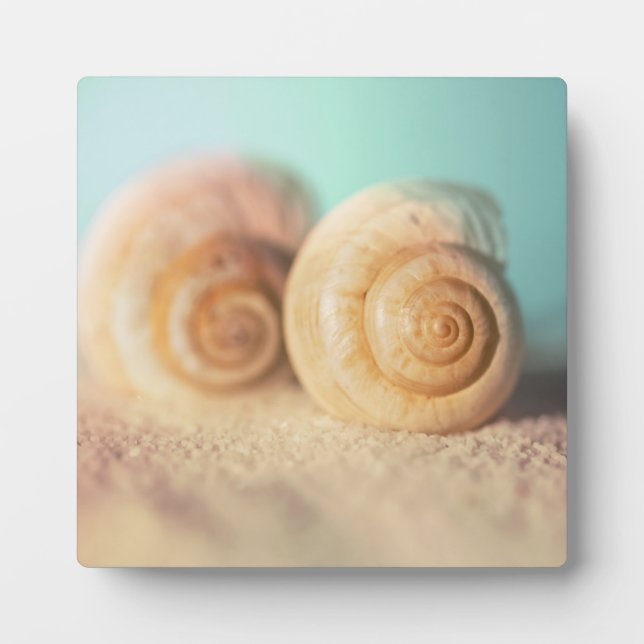 Placa Expositora Nautilus Shells On Beach (Frente)