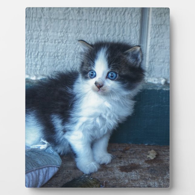 Placa Expositora Negro + Gatito Blanco (Frente)