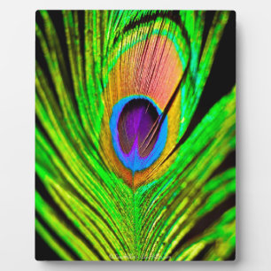 Placa Expositora Neon Colors Peacock Feather