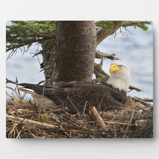 Placa Expositora Nesting Bald Eagle (Frente)