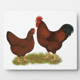 Placa Expositora New Hampshire Reds