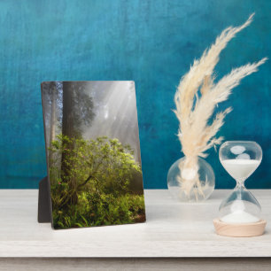 Placa Expositora Niebla matutina en Rhododendron