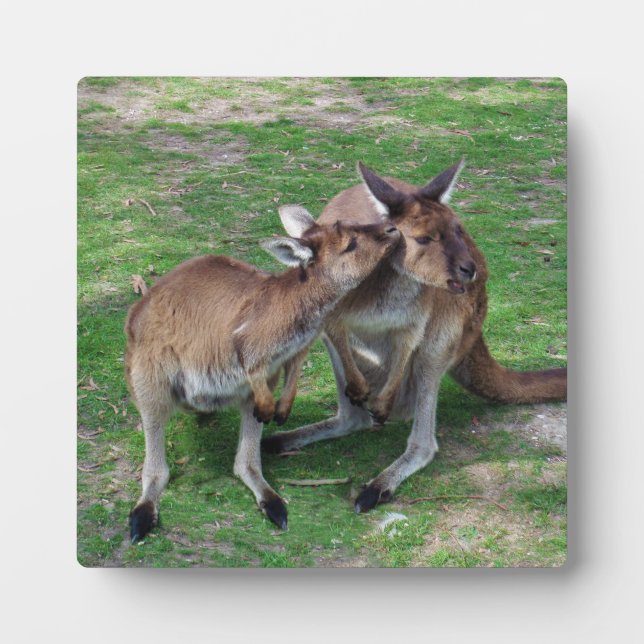 Placa Expositora No es ahora Skippy (Frente)