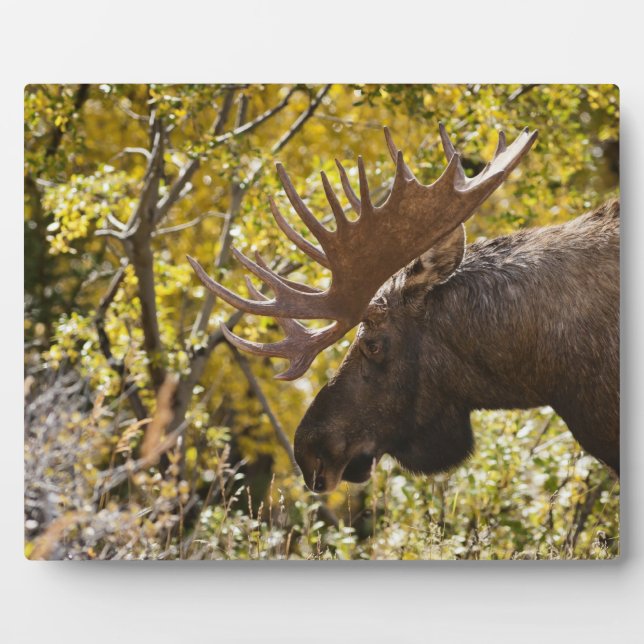 Placa Expositora Noble Bull Moose (Frente)