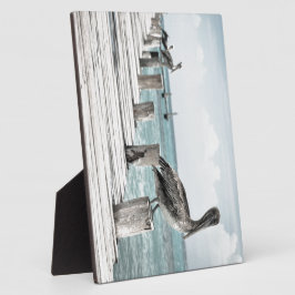 Placa Expositora Océano costero pelícano