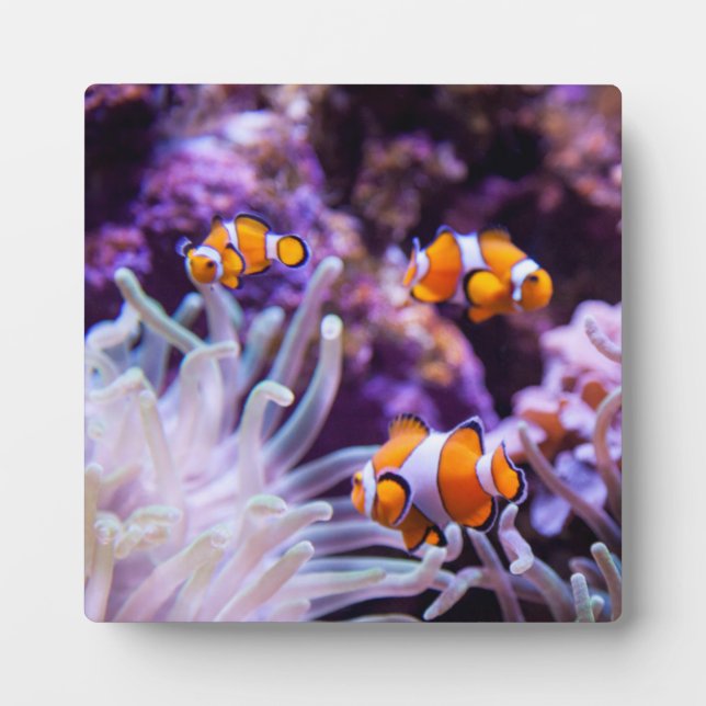 Placa Expositora Ocellaris Clowfish | Amphiprion Ocellaris (Frente)