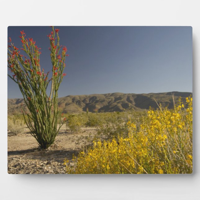 Placa Expositora Ocotillo and desert senna (Frente)