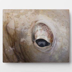 Placa Expositora Octopus Eye