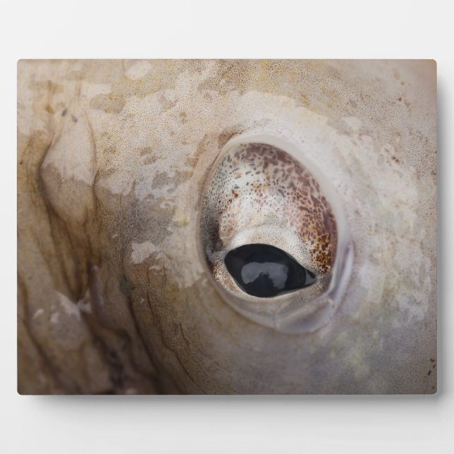 Placa Expositora Octopus Eye (Frente)