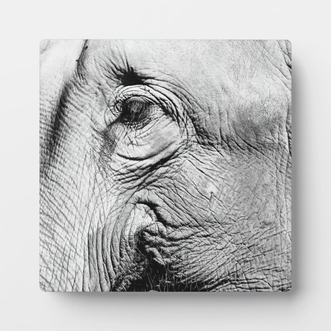 Placa Expositora Ojo de elefantes, 2017 (Frente)