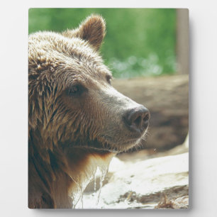 Placa Expositora Ojos animales de la cara del oso adorable lindo de