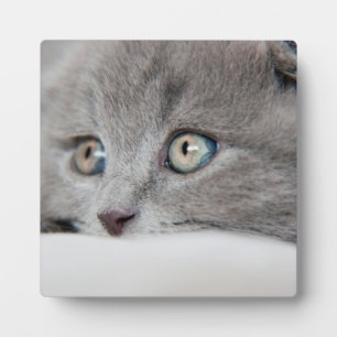 Placa Expositora Ojos de gato
