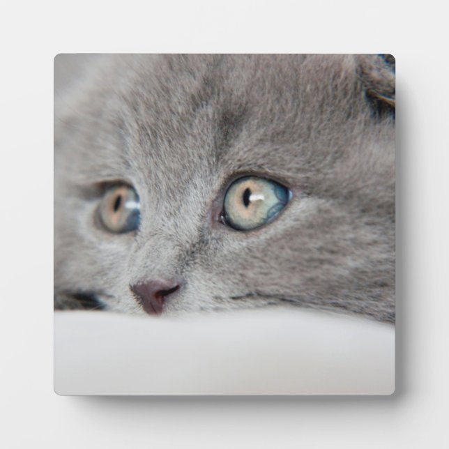 Placa Expositora Ojos de gato (Frente)