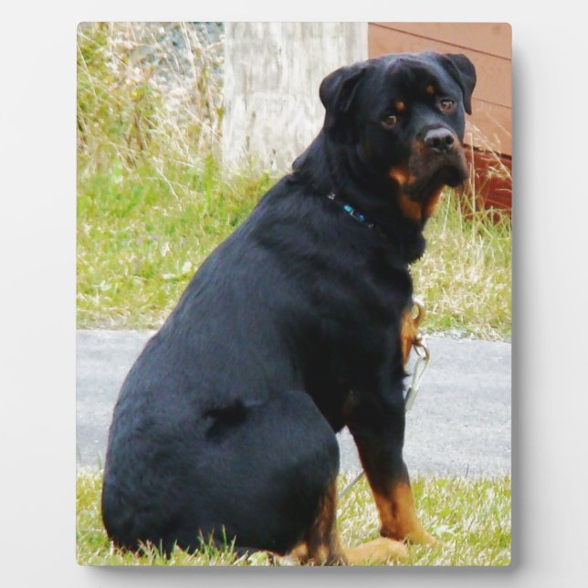 Placa Expositora Ojos de perro de cachorro (Frente)