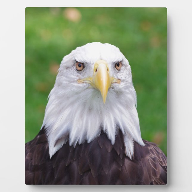 Placa Expositora Ojos de un águila (Frente)